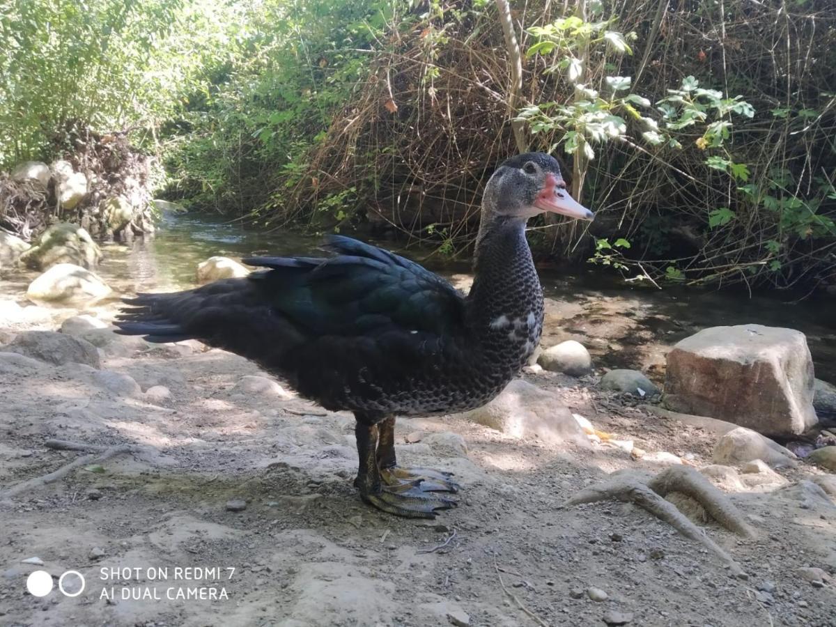 Alojamientos Sierra De Cadiz Benamahoma Eksteriør billede